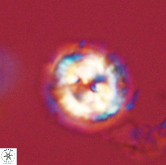 Asinithistimorfi aubryae 58581