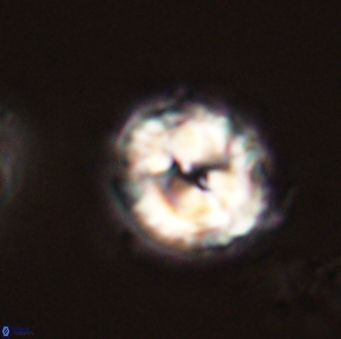 Asinithistimorfi aubryae 58582