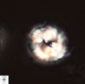 Asinithistimorfi aubryae 58582
