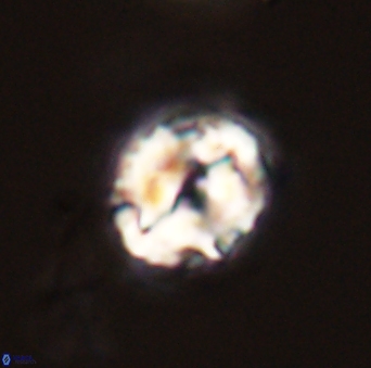 Asinithistimorfi aubryae 58583