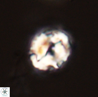 Asinithistimorfi aubryae 58583