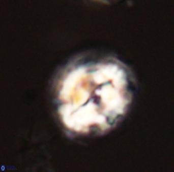 Asinithistimorfi aubryae 58584