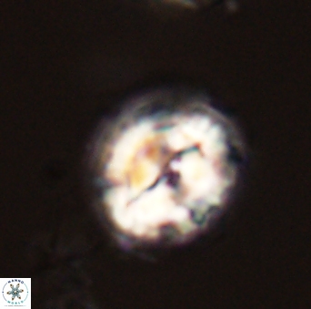 Asinithistimorfi aubryae 58584