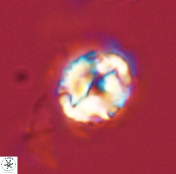 Asinithistimorfi aubryae 58585