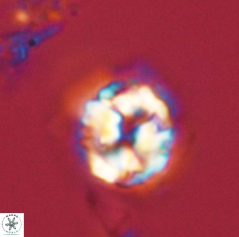 Asinithistimorfi aubryae 58587