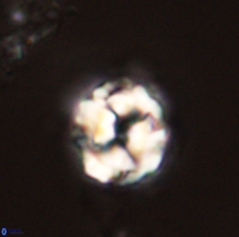 Asinithistimorfi aubryae 58588
