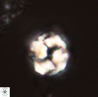 Asinithistimorfi aubryae 58588