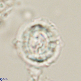 Asinithistimorfi aubryae 58589
