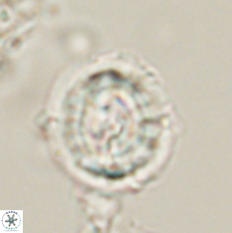 Asinithistimorfi aubryae 58589