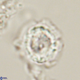 Asinithistimorfi aubryae 58590