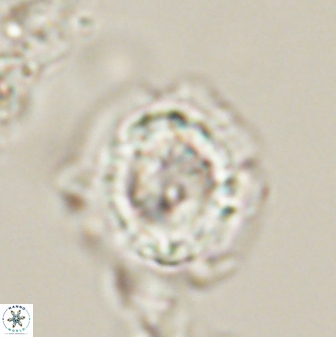 Asinithistimorfi aubryae 58590