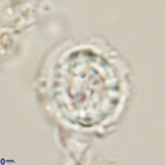 Asinithistimorfi aubryae 58591