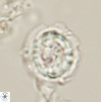 Asinithistimorfi aubryae 58591
