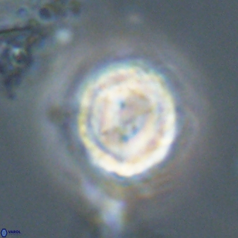 Asinithistimorfi aubryae 58592