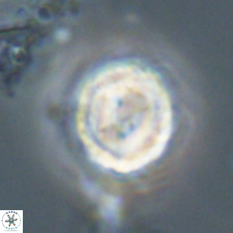 Asinithistimorfi aubryae 58592