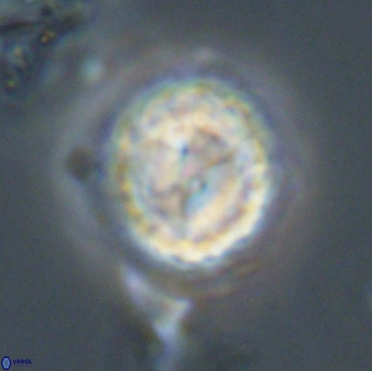 Asinithistimorfi aubryae 58593