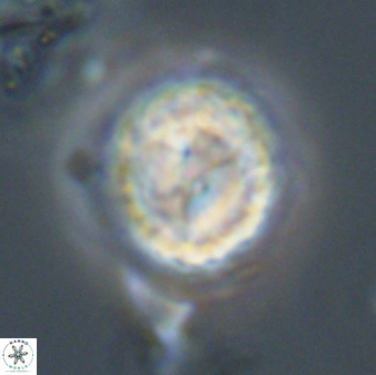 Asinithistimorfi aubryae 58593