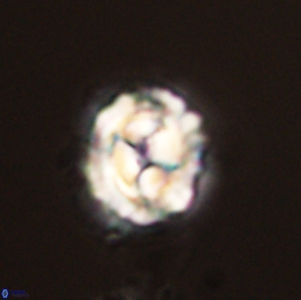 Asinithistimorfi aubryae 58594