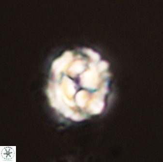 Asinithistimorfi aubryae 58594