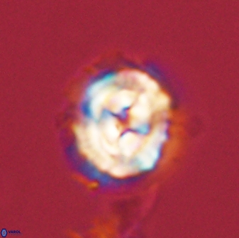 Asinithistimorfi aubryae 58595