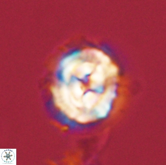 Asinithistimorfi aubryae 58595
