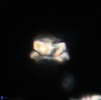 Asinithistimorfi aubryae 64175