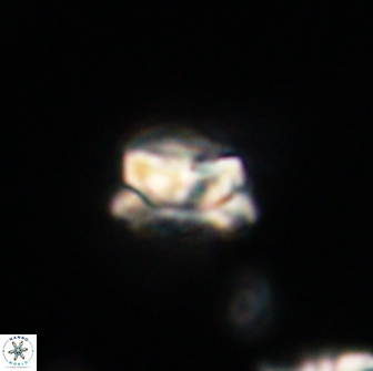 Asinithistimorfi aubryae 64175