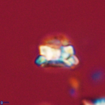 Asinithistimorfi aubryae 64176