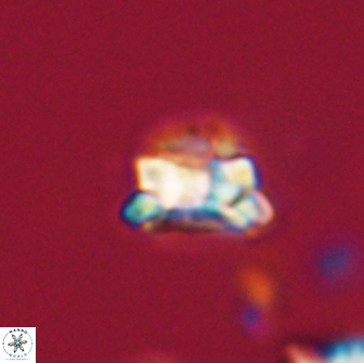 Asinithistimorfi aubryae 64176
