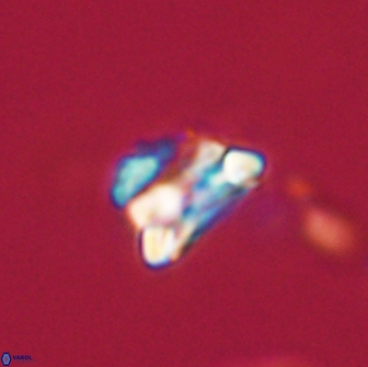 Asinithistimorfi aubryae 64177