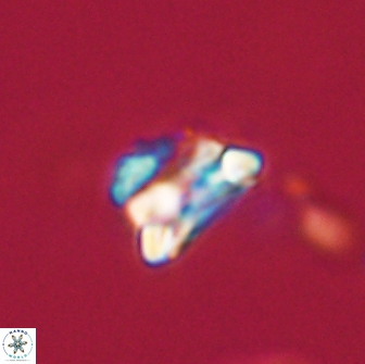 Asinithistimorfi aubryae 64177