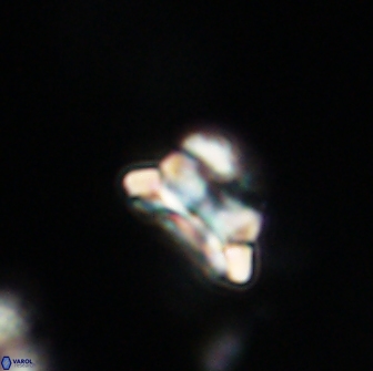 Asinithistimorfi aubryae 64179