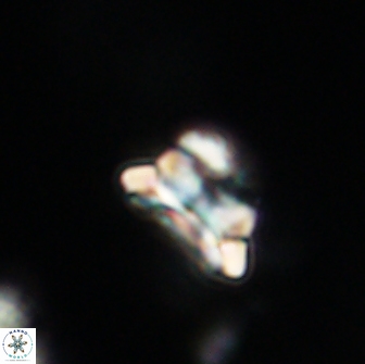Asinithistimorfi aubryae 64179
