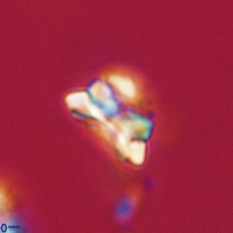 Asinithistimorfi aubryae 64180