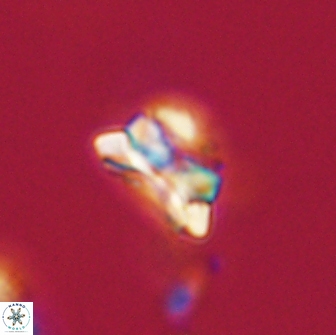 Asinithistimorfi aubryae 64180