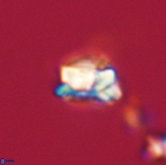 Asinithistimorfi aubryae 64181