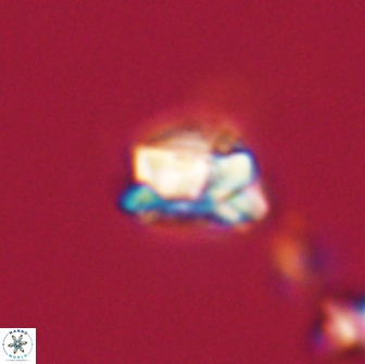 Asinithistimorfi aubryae 64181