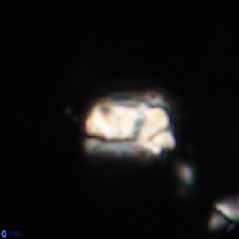 Asinithistimorfi aubryae 64182