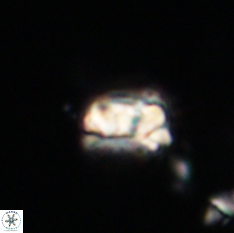 Asinithistimorfi aubryae 64182