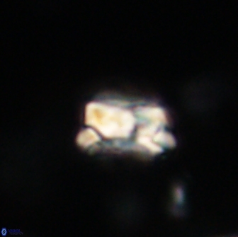 Asinithistimorfi aubryae 64183