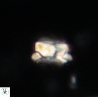 Asinithistimorfi aubryae 64183