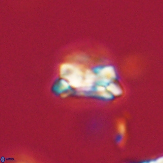 Asinithistimorfi aubryae 64184