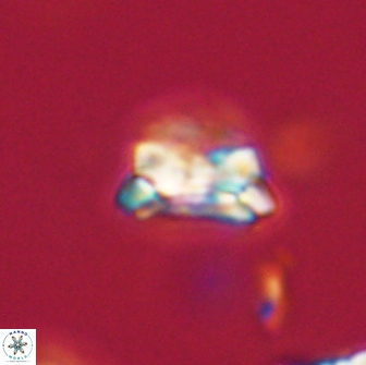 Asinithistimorfi aubryae 64184