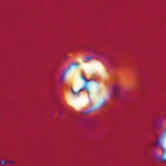 Asinithistimorfi aubryae 64185