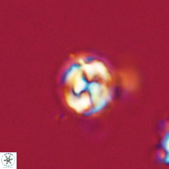 Asinithistimorfi aubryae 64185