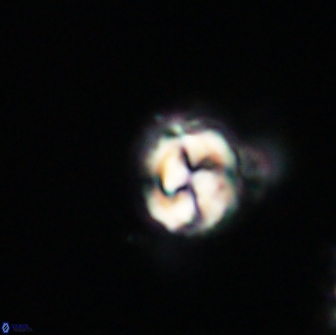 Asinithistimorfi aubryae 64186