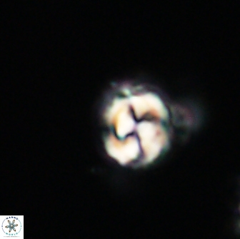 Asinithistimorfi aubryae 64186