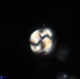 Asinithistimorfi aubryae 64187