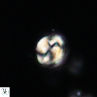 Asinithistimorfi aubryae 64187