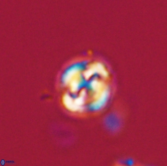 Asinithistimorfi aubryae 64189